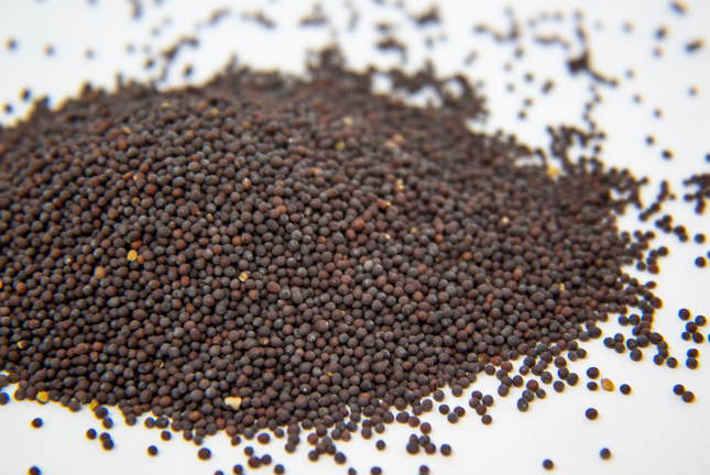 SEMILLA DE MOSTAZA ANTIGUA ORGANICA BOTE CHICO